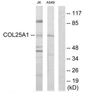 Collagen XXV alpha 1 antibody