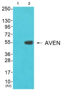 COX17 antibody