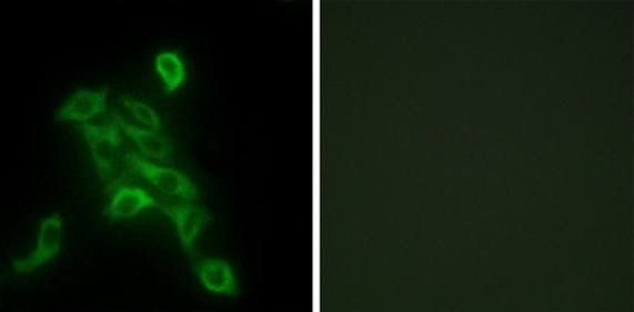 COX6C Antibody