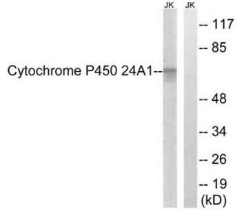 Cytochrome P450 24A1 Antibody