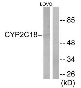 Cytochrome P450 2C8/9/18/19 antibody