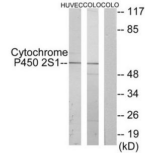 Cytochrome P450 2S1 antibody