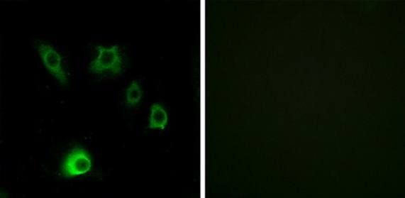 FGF18 Antibody