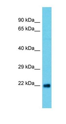 C12orf44 antibody