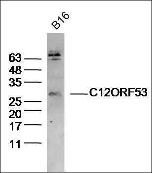 C12ORF53 antibody