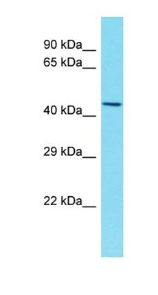 C12orf56 antibody