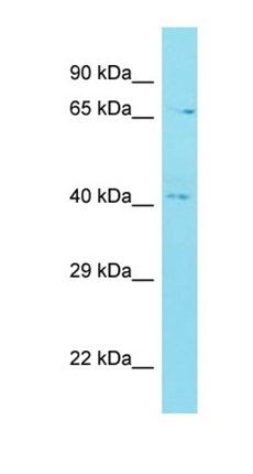 C12orf56 antibody