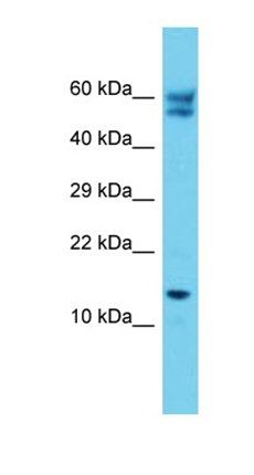 C12orf65 antibody