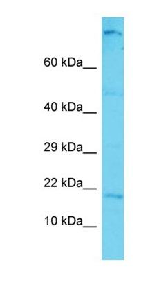 C12orf74 antibody