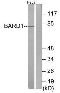 BARD1 antibody
