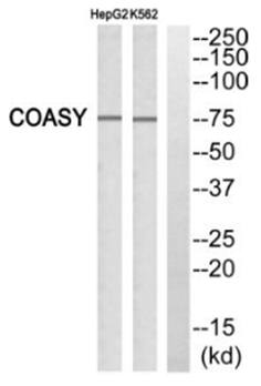 FAF1 Antibody