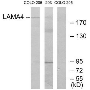 LAMA4 antibody