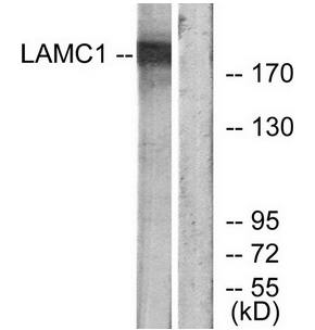 LAMC1 antibody