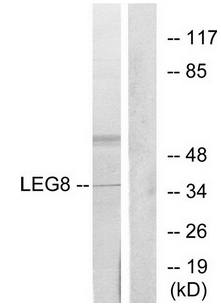 LEG8 antibody