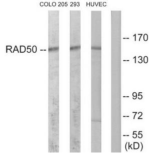 RAD50 Antibody