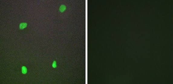 XRCC3 Antibody