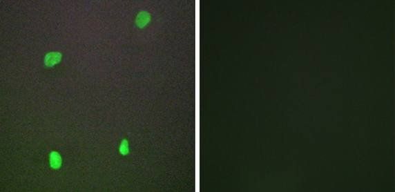 XRCC3 antibody