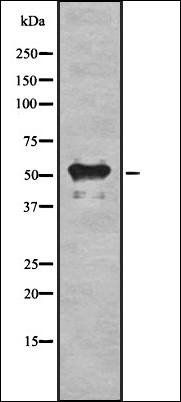 C13orf34 antibody
