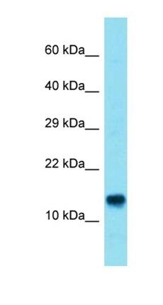 C13orf35 antibody