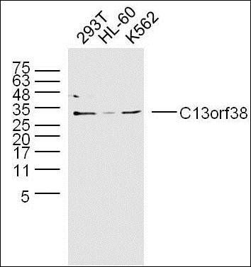 C13orf38 antibody