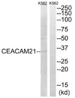 CEACAM21 Antibody