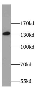 C14orf102 antibody
