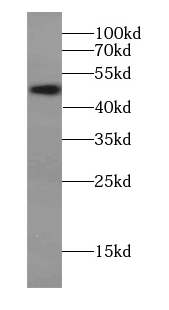 C14orf138 antibody
