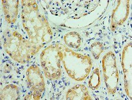 RTRAF Antibody