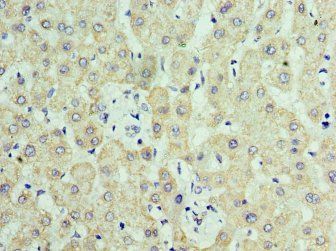 RTRAF Antibody
