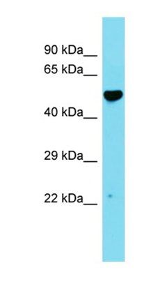 C14orf166B antibody