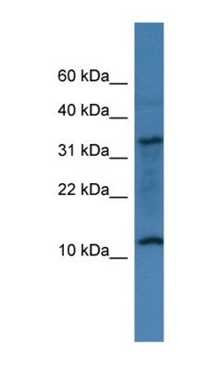 C14orf177 antibody