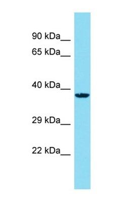 C14orf79 antibody