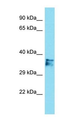 C14orf79 antibody