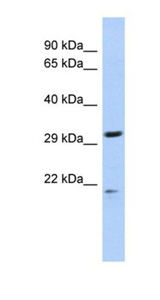 C14orf80 antibody