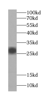 C14orf94 antibody