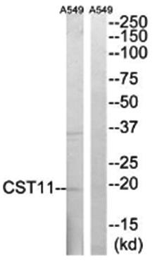 CST11 antibody