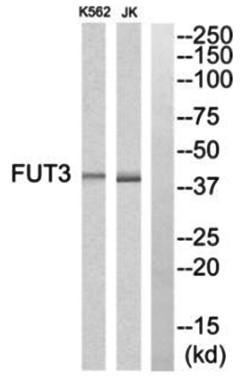 FUT3 antibody