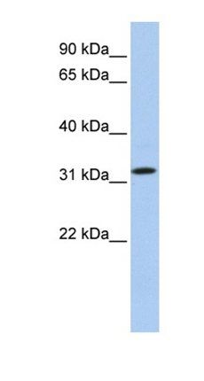 C15orf26 antibody