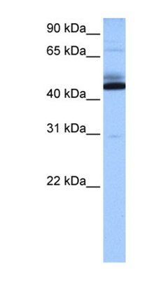 C15orf27 antibody
