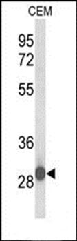 C15orf29 antibody
