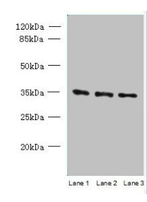 C15orf41 Antibody