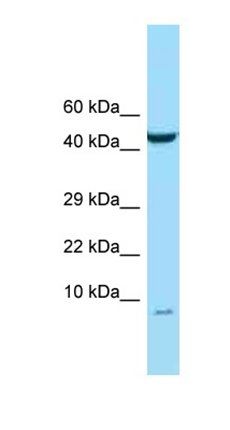 C15orf48 antibody