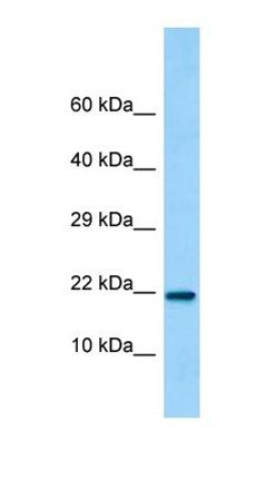 C15orf53 antibody