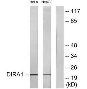 DIRA1 antibody
