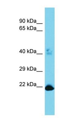 C16orf13 antibody