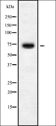 C16orf44 antibody