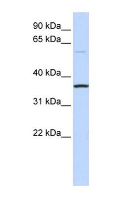 C16orf46 antibody