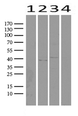 C16orf57 Antibody