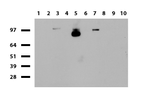 C16orf57 Antibody