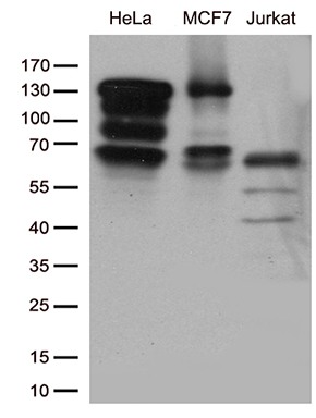 C16orf57 Antibody